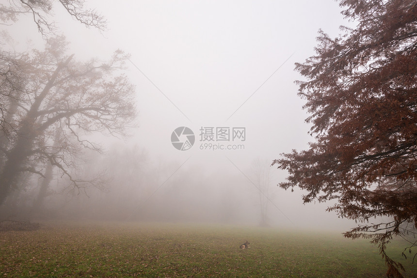 秋天森林里雾气缭绕的美景图片