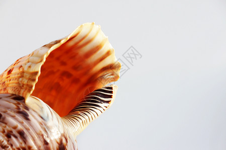 空的海蜗牛壳大西洋三角号来自海洋的Charoniavar图片