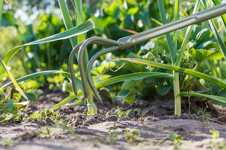 小手花园耙特写镜头正在松动青蒜周围的土壤图片