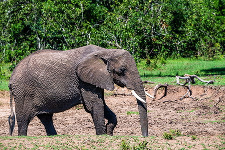 在肯尼亚马赛马拉公园浏览非洲大象或洛克索多安图片