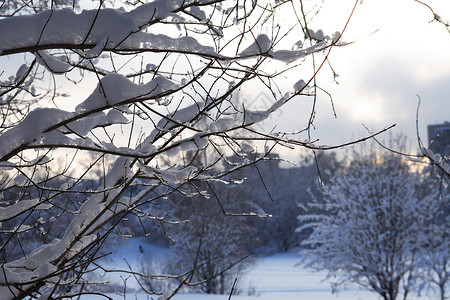美好的冬天背景与雪下的森林图片