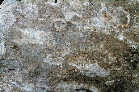 具有史前动物的化石残余图片