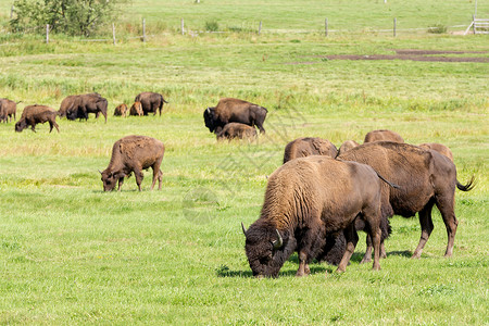 美国野牛Bison野牛图片