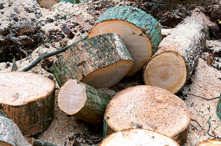 砍伐森林砍伐的树木砍伐的树桩图片