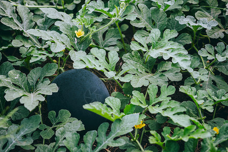 西瓜种植特写农业领域图片