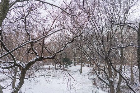 有雪的冬天森林背景图片