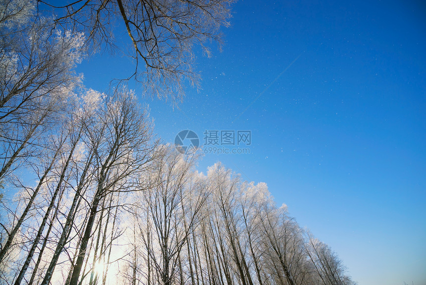 冬冻树顶雪下冬季树木的冬季底霜状枝图片