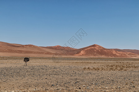 奥斯特里赫在纳米比亚索苏夫莱沙漠散步图片