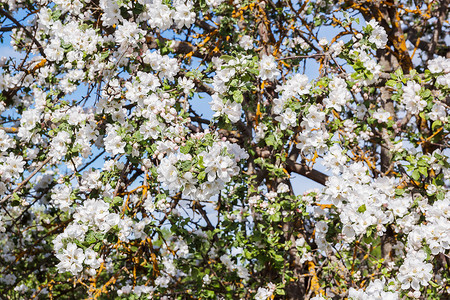 春天开花的老苹果树图片