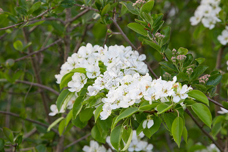 花园里果树的春暖花开图片