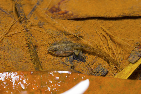 印度船长蛙蝌蚪飞掠蛙Euphlyctiscyanophlyctis印度泰米尔纳德邦本地治里这是一种淡褐色的黏糊的青蛙图片