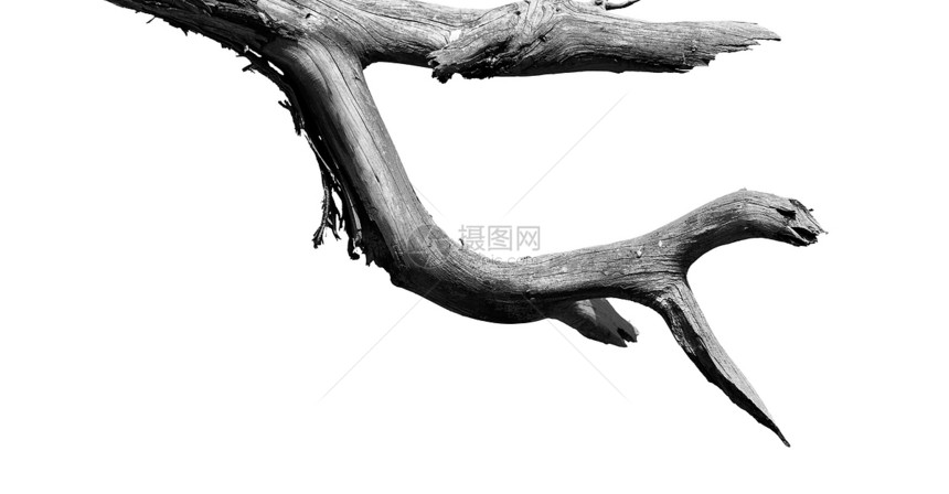 在一个像怪物一样的空树枝的非洲抽图片