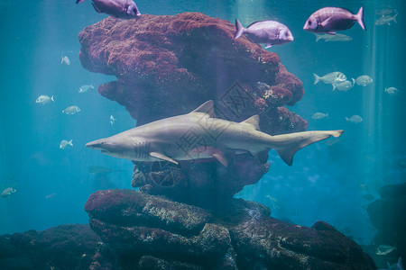 漂浮在水族馆的大鲨鱼背景图片