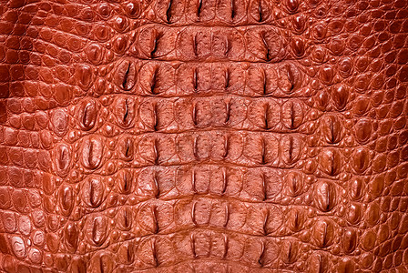 Brown鳄鱼皮革图片