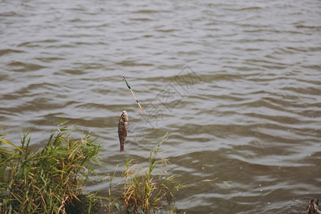 关闭在芦苇背景的湖岸上的钓竿上钩住的水中拉出的鱼图片