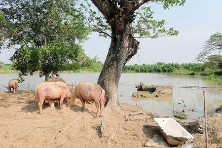 水牛嚼干草泰国牲畜图片