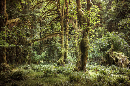 Hoh雨林美国华盛顿图片