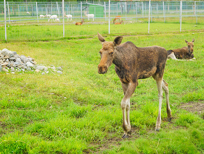 Karelia的动物绿公园里鹿沿着夏天的图片