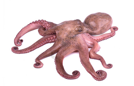 白色背景的章鱼与章鱼隔离新鲜章鱼图片