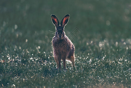 警觉的欧洲野兔Lepuseuropaeus在田野里有尖耳朵看向照相机图片