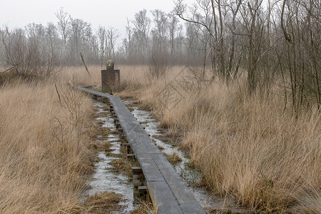WinterswijkWooldseveen自然图片
