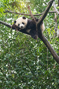 大熊猫宝在树上图片