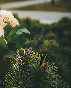 两只金环和黄蜜蜂鲜花在松树的firtree图片
