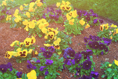 美国华盛顿大花棚泉的黄色和深蓝色小妞图片