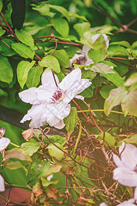 Beacons花园的花朵在茶叶花丛中开花高清图片