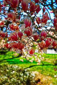 美州纽约下曼哈顿市厅公园的Magnoli图片
