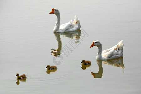 白鹅和宝在湖水中图片