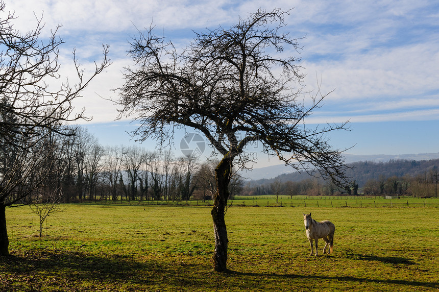 在萨沃伊地区南弗朗索瓦的一块田地上放牧一匹马图片来自明亮的阳光明图片
