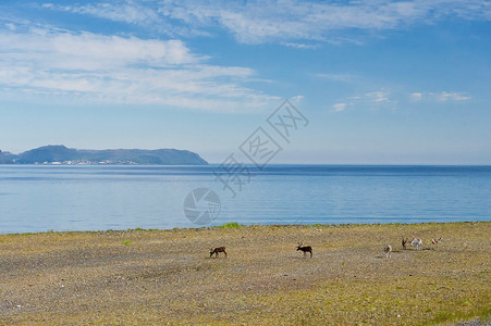 挪威峡湾海岸线上的北方鹿图片