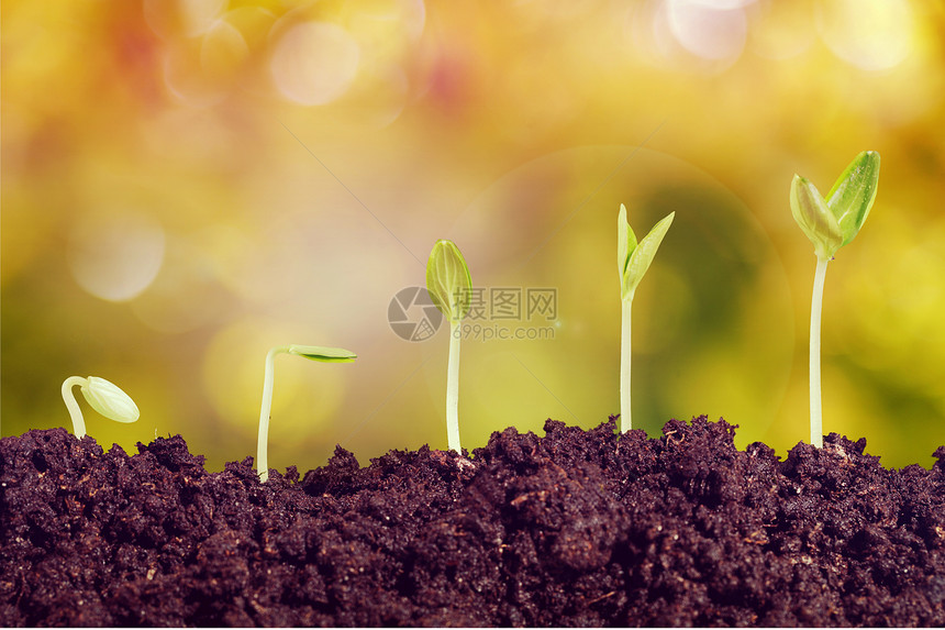 土壤中的绿色植物近距离观察图片