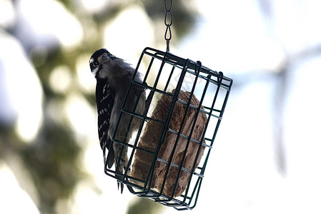 啄木鸟在喂食器上图片