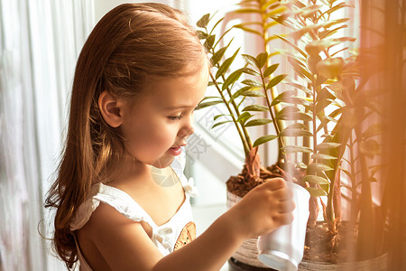 给室内植物浇水和照料的小女孩图片