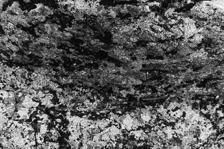 岩石上的摩斯黑白背图片