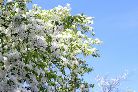 春苹果树与大自然之春的图片