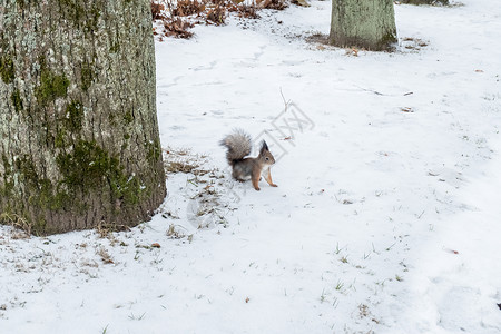 满地雪上的松鼠图片