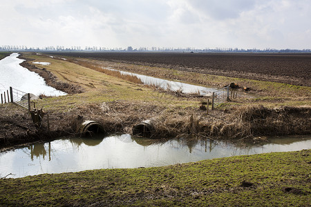 在荷兰Hoeksewaard的荷兰小木童景图片