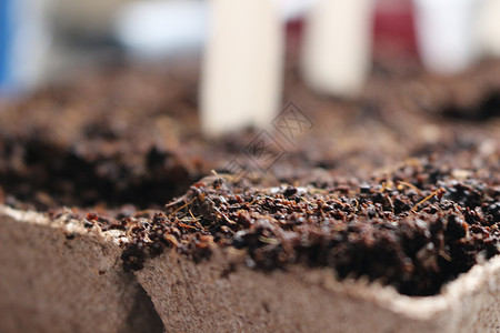 泥炭盆中的幼苗用于农业幼苗的黑洞托盘春季种植早期的幼苗图片