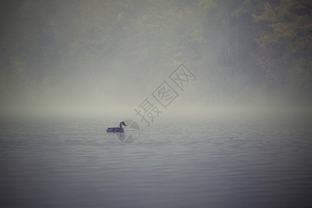 在池塘的水面上鸭子秋天有雾大自然中的动物天图片