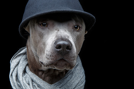 戴着黑色帽子和灰色围巾的美丽年轻蓝色泰国脊背犬在黑色背景上拍摄的工作图片