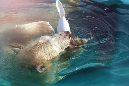 白北极熊猎手在冰上在水滴图片