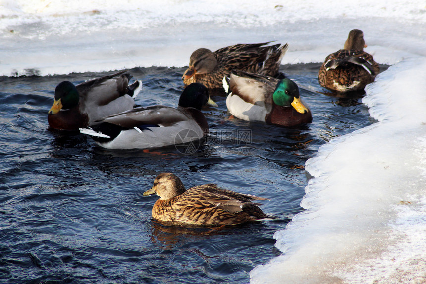冬天湖上的两只鸭子大自然图片
