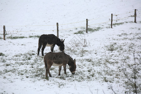 两只发抖的驴在冬天和雪下寒冷图片
