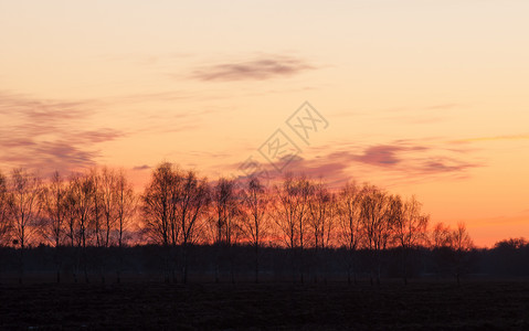 夕阳后的天空夕阳下的早春树图片