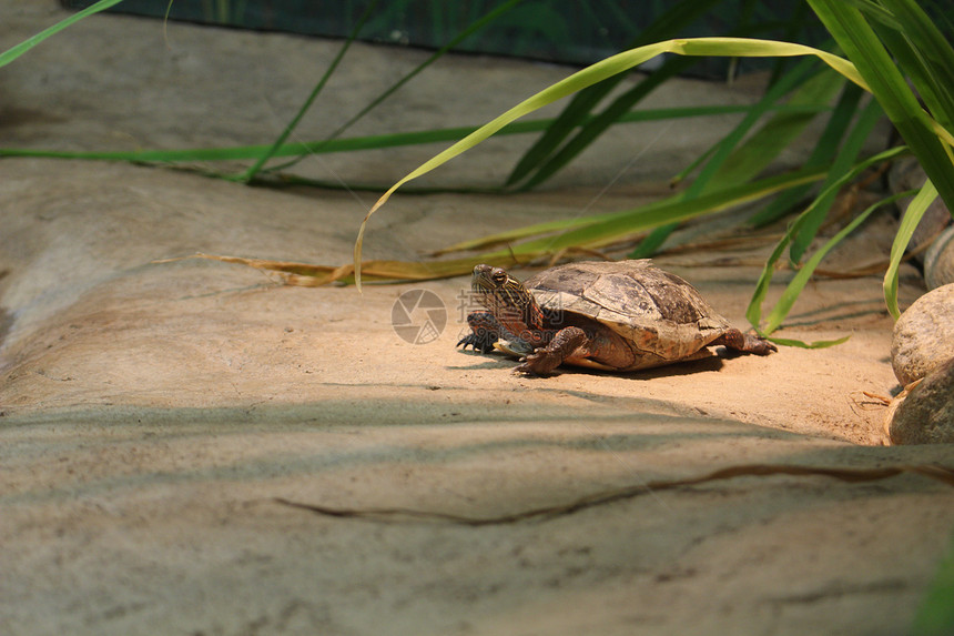 彩龟是北美分布最广的本土龟图片