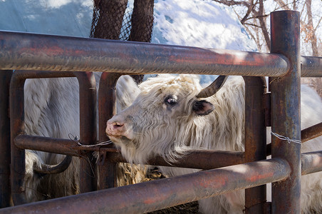 吉林省延吉西市动物园里的白牦牛图片