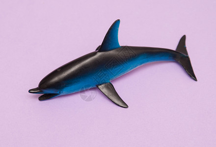 背景上的海豚玩具背景图片
